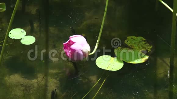 池塘水面上粉红盛开的莲花湖上美丽的睡莲花视频的预览图