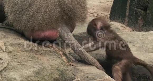 小猴子梳理妈妈的尾巴视频的预览图
