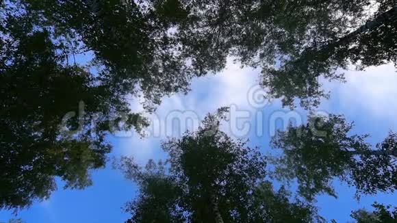 镜头低角度拍摄到郁郁葱葱的太平洋西北森林显示出高大古老的生长树木视频的预览图