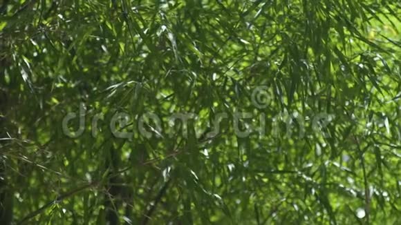 热带森林中的绿色竹叶迎风飘扬合上青竹树的叶子视频的预览图
