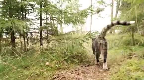 猫在森林的绿草上散步视频的预览图