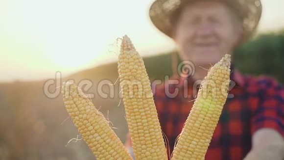 幸福的农夫特写镜头4K展现了丰收的玉米视频的预览图