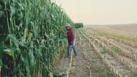 快乐的农民检查并展示了4K的好玉米收获视频的预览图