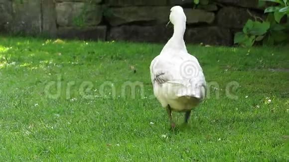 宠物鸭慢跑远离相机阿巴科特游侠视频的预览图