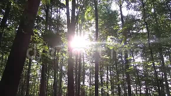 森林阳光静树视频的预览图