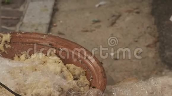 传统撒丁岛奶酪和蠕虫卡西鲁马祖撒丁岛奶酪与的幼虫视频的预览图
