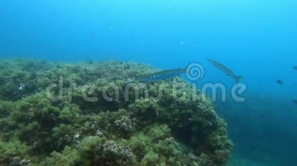 单独的梭鱼靠近礁石海洋生物视频的预览图