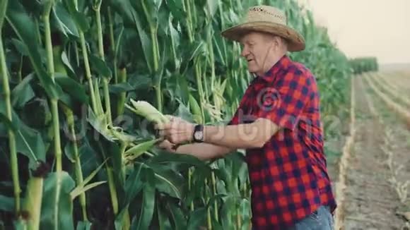 快乐的农民检查并展示了4K的好玉米收获视频的预览图