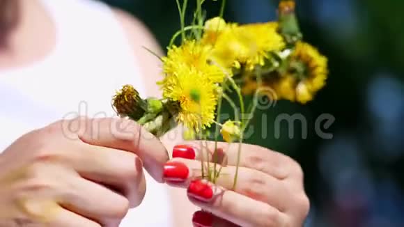 夏天特写女手用鲜红的指甲女人织了一个黄色蒲公英的花环视频的预览图