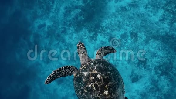 海龟在水面的海浪中在五颜六色的礁石上爬行视频的预览图