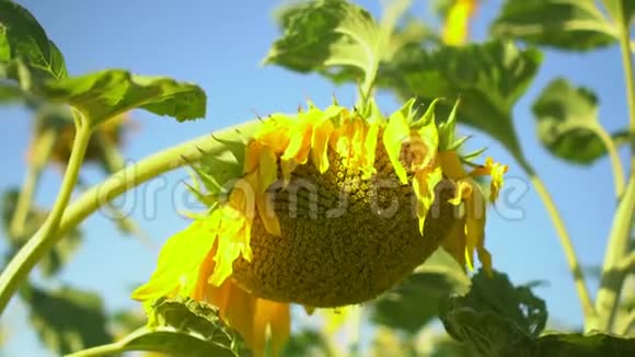 向日葵在蓝天背景的向日葵上的特写视频的预览图