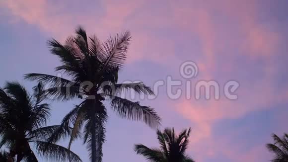 棕榈树在小粉色的黄昏天空中的剪影视频的预览图