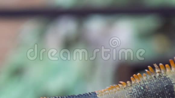 特内里费动物园里的大鬣蜥视频的预览图