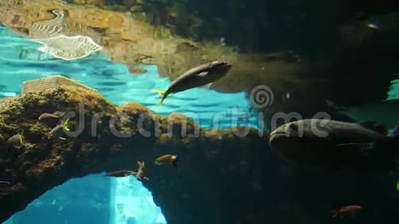 水生动物鳕鱼漂浮在蓝色的水中的大型水下水池中视频的预览图