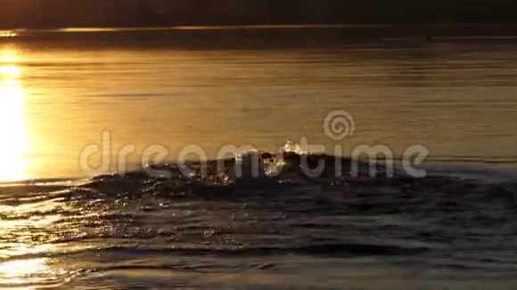 太阳落山时运动员在湖中仰泳视频的预览图