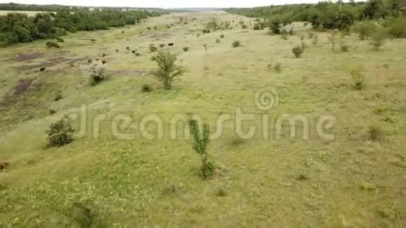 奶牛在草地上放牧空中飞行视频的预览图