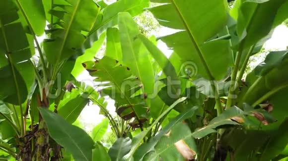 大自然绿色的芭蕉树叶子随风摆动视频的预览图