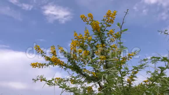 蓝色天空背景上有尖刺的黄相思鲜花和别针视频的预览图