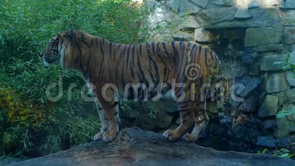 野生动物老虎站在原木上在保护区的瀑布上视频的预览图