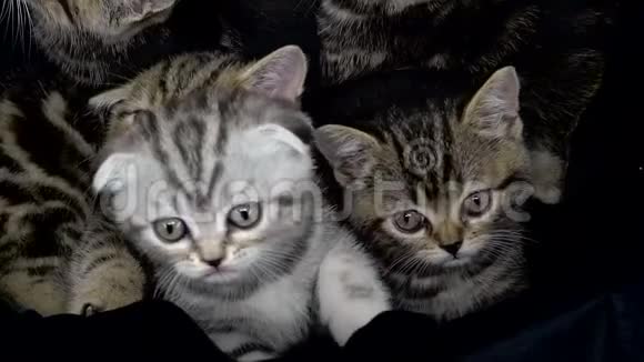 苏格兰小褶皱和直小猫正坐在一个封闭的空间里视频的预览图