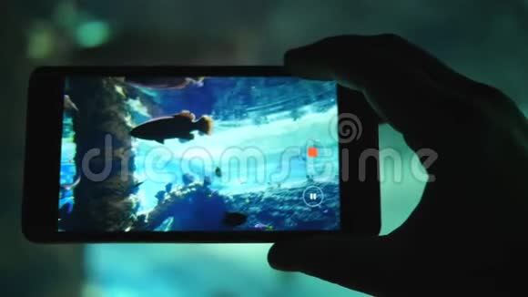 活鱼博物馆手中的智能手机拍摄大型水族馆海洋动物的视频视频的预览图