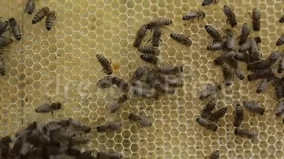 蜂群中蜜蜂的特写镜头蜂巢视频的预览图