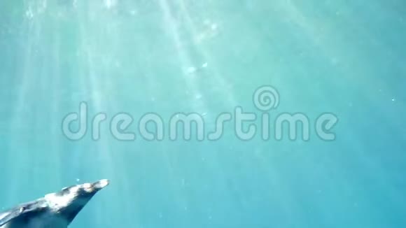 海洋馆企鹅漂浮在轻浮的水中视频的预览图