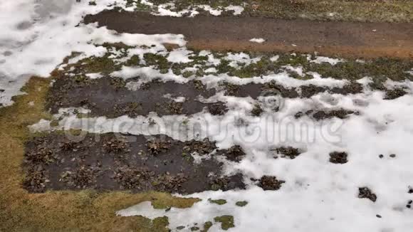春天的阳光下雪在草地上融化视频的预览图