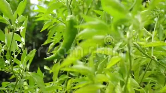 台湾台北植物园天然青椒视频的预览图