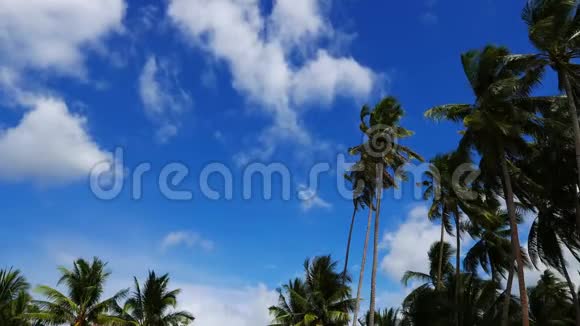 棕榈树之上的云视频的预览图
