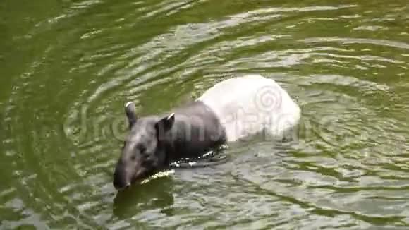 大自然野生动物可爱的马来亚塔皮尔在水里游泳视频的预览图