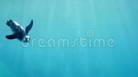 喂食动物企鹅在海洋馆水下吃饲料视频的预览图