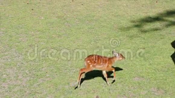 动物世界小鹿在保护区的草地上追赶山羊视频的预览图