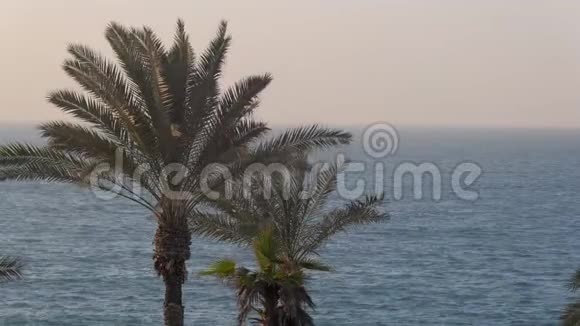 傍晚时两个热带棕榈树的顶端处于海洋背景视频的预览图