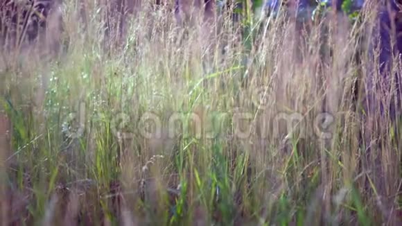 在微风中吹拂的草地上长长的干草视频的预览图