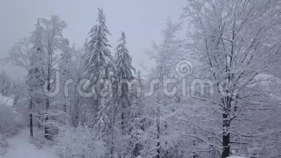 厚厚的积雪中混杂着树林视频的预览图