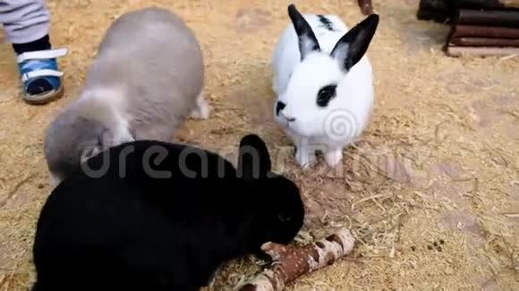 小男孩在一个接触动物园喂兔子可爱的小兔子视频的预览图