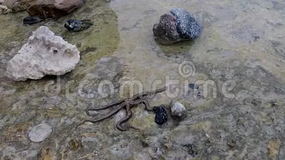 脆星蛇夫瘤在珊瑚礁的岩石上缓慢爬行视频的预览图