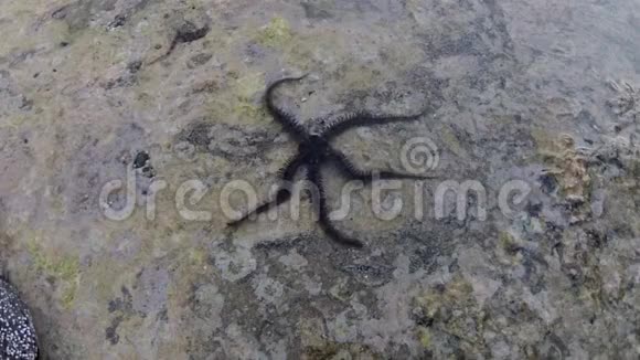 在珊瑚礁玛萨阿拉姆的岩石上缓慢爬行的脆性恒星蛇夫瘤视频的预览图