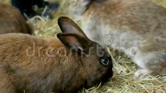 兔子在围场上跳上新鲜的干草视频的预览图