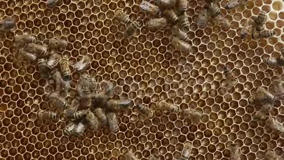 蜂群中的蜂群视频的预览图