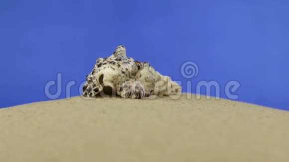 逼近放大贝壳躺在沙滩上孤立视频的预览图