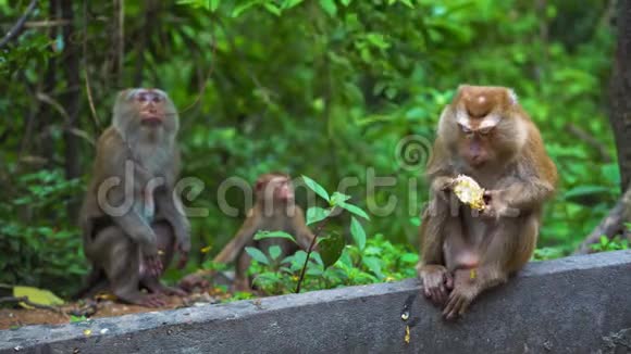 野生猴子在自然条件下吃香蕉和坚果亚洲泰国猴子山视频的预览图