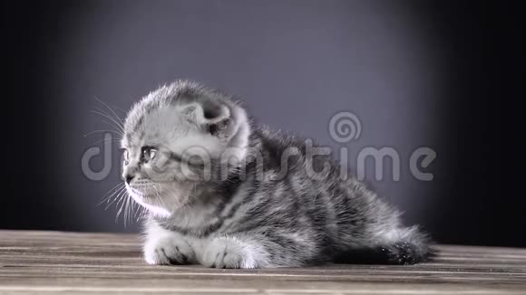 条纹小猫苏格兰褶皱爬行在地板上黑色背景慢动作视频的预览图