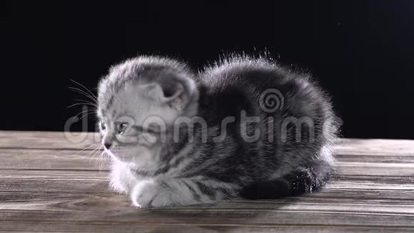 条纹小猫苏格兰褶皱爬行在地板上黑色背景慢动作视频的预览图
