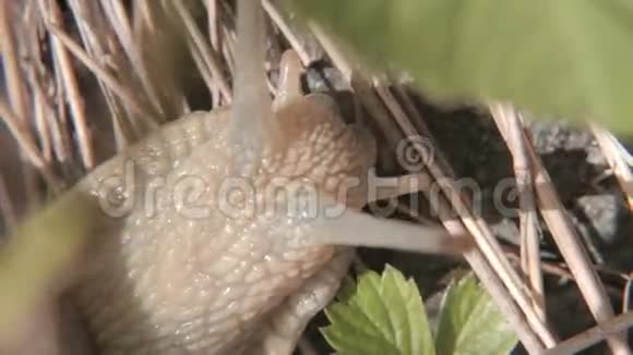 埃斯卡尔盖特陆地蜗牛的皮肤视频的预览图