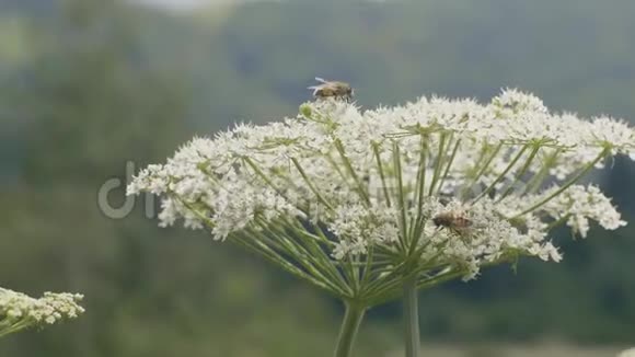 蜂飞和授粉开花植物在花草甸接近视频的预览图