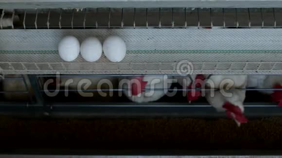 家禽养殖场饲养鸡鸡蛋经过转运鸡和蛋禽流感视频的预览图