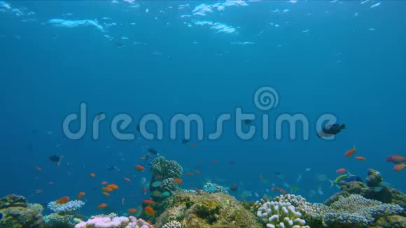 活泼的珊瑚礁边缘有很多五颜六色的鱼视频的预览图