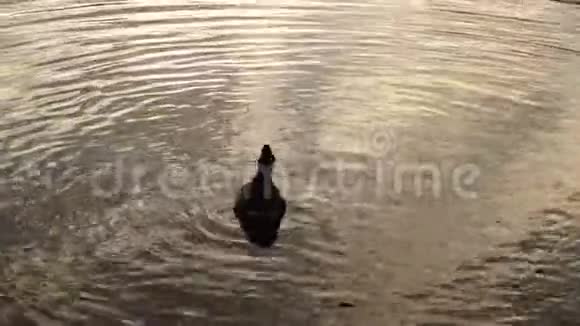 傍晚特写时鸭子在水中游泳视频的预览图